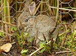 FZ030048 Small bunny rabbit.jpg